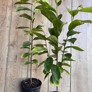 Soursop Tree, guanabana in Half gallon pot , Sirsak, Anona Muricata image 7