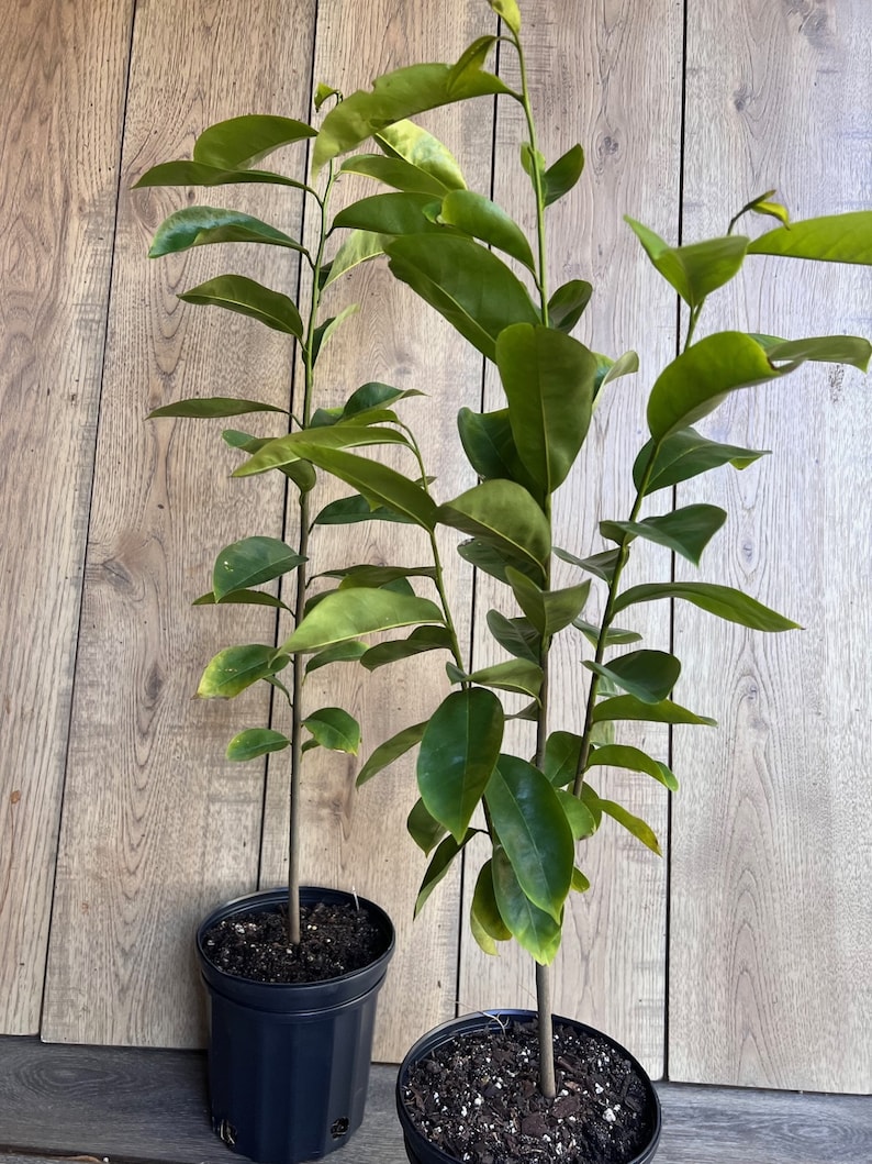 Soursop Tree, guanabana in Half gallon pot , Sirsak, Anona Muricata image 7