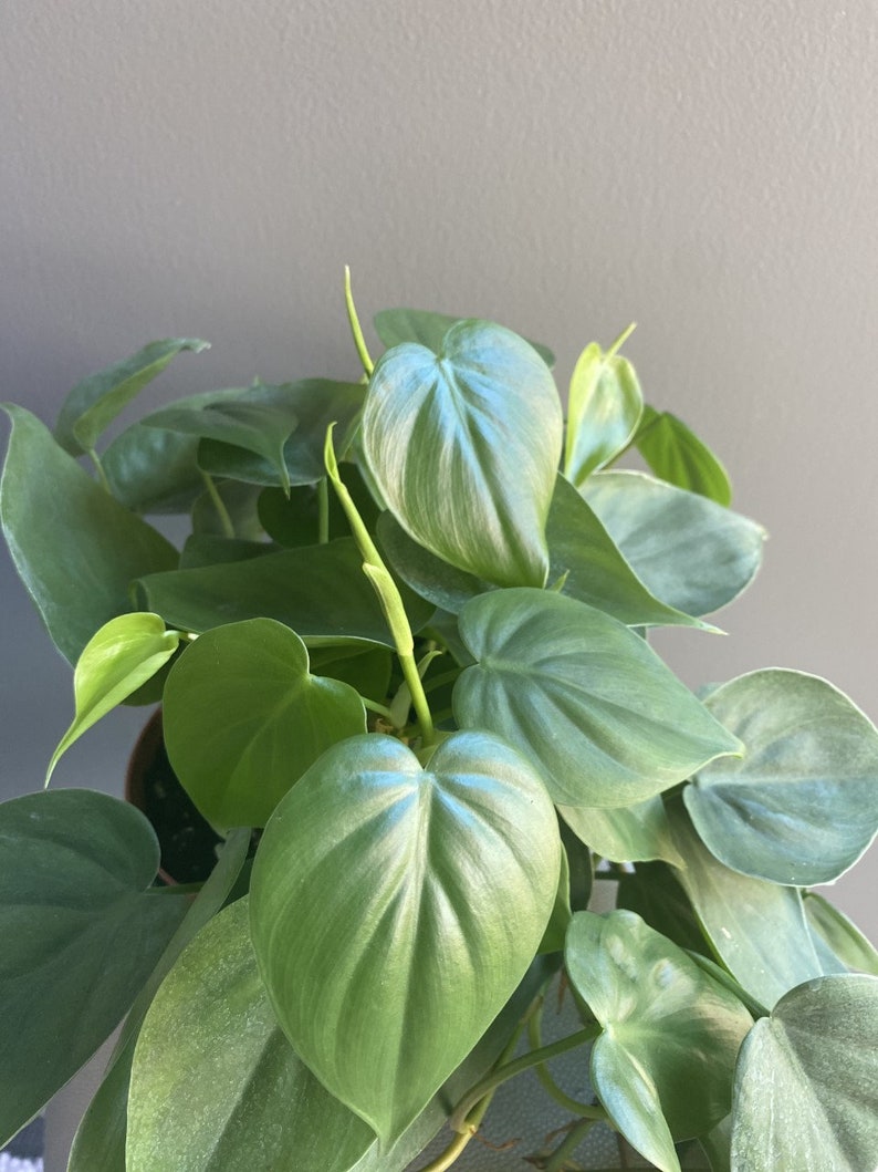 May include: A close-up of a houseplant with large, heart-shaped, green leaves. The leaves have a silvery sheen and are arranged in a lush, cascading pattern.