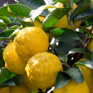 Yuzu Citrus  tree in Half Gallon Pot