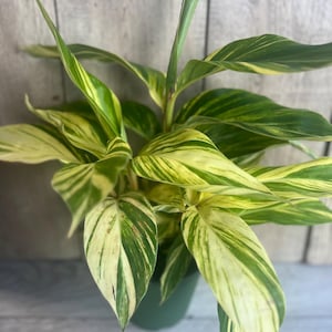 May include: A potted plant with vibrant green and yellow variegated leaves. The leaves have a striped pattern and are in a green pot. The plant has long, slender leaves and is set against a light wood background.
