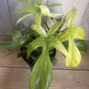 philodendron bauhaus Buy Philodendron Burle Marx