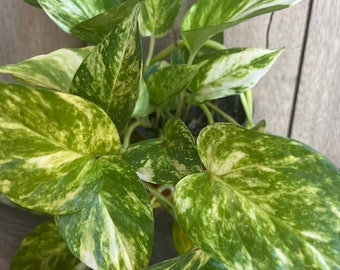 Large, Golden Pothos in 6" Pot.  Air purifying,, Live, Air purifyingHouse plant, Devil's Ivy Epipremnum Aureum