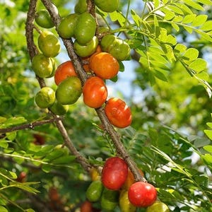 May include: A close-up of a tree branch laden with fruit in various stages of ripeness. Green, oval-shaped fruits transition to orange and red hues as they mature. The image is set against a backdrop of green leaves and sunlight.