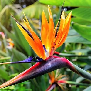 May include: A close-up of a Bird of Paradise flower. The flower has vibrant orange petals with a blue and black tongue-like structure. The stem transitions from red to a deep purple and green, set against a backdrop of green foliage.