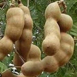 Large Tamarind tree, Tamarindus indica in 3 gallonS Pot, Pohon Asem