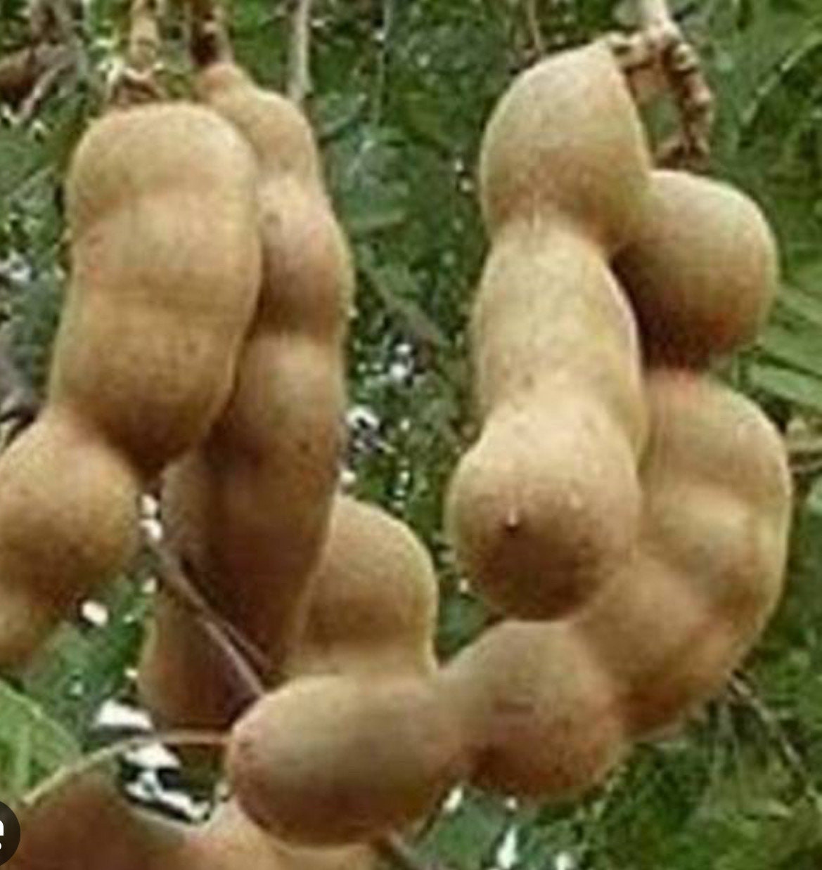 Large Tamarind tree, Tamarindus indica in 3 gallonS Pot, Pohon Asem