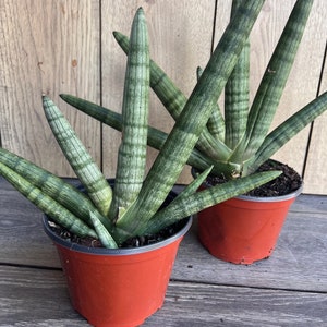 Sansevieria Starfish in 4" pot, Bonzel