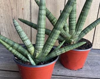 Sansevieria Starfish in 4" pot, Bonzel