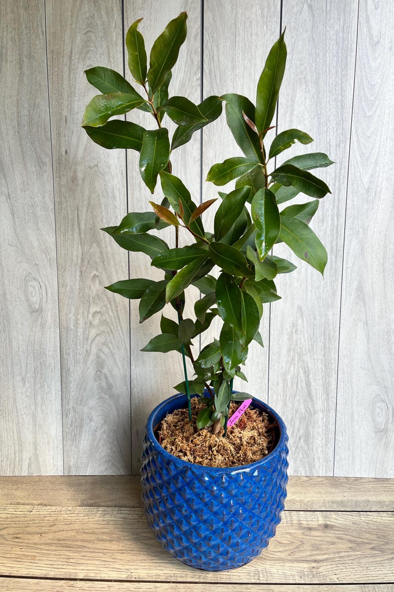 Java Plum in 3 Gallons, Air Layered, Syzygium Cumini, Black Plum ...