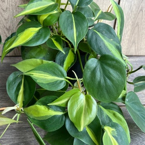 May include: A variegated houseplant with green and yellow leaves. The plant has a lush, full appearance with many leaves.