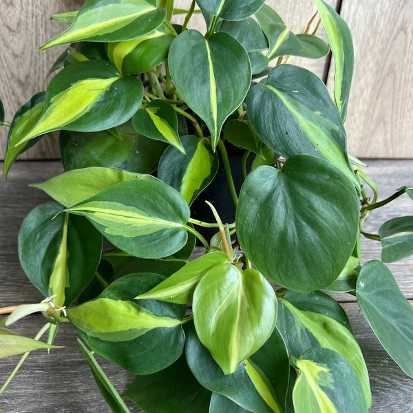 Philodendron Brasil. in 6” pot, philodendron hederaceum,trailing plant, house plant, variegated heart shaped philodendron