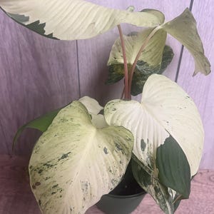 8月中セール★ 斑入り ホマロメナ homalomena rubescens Homalomena Rubescens - Etsy