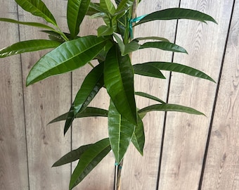 All Spice, Pimenta Dioica in 3 gallons Pot, Allspice Tree