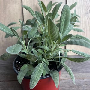 May include: A potted sage plant with textured, oval-shaped green leaves. The plant is in a small, round, red pot. The background is a light brown wooden surface.