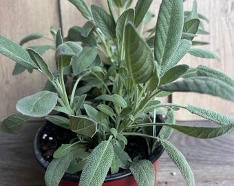 White Sage in 5.5" Pot, Live plant
