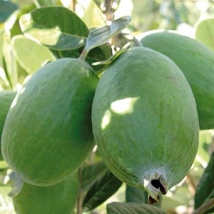May include: Close-up of several green feijoa fruits, also known as pineapple guava, hanging from a leafy branch. The fruits are oval-shaped with a slightly textured surface. The leaves are a vibrant green.