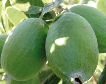 Pineapple Guava in 4" Pot , Feijoa sellowiana