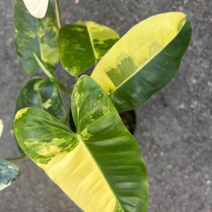 Variegated burle Marx in 4&quot; Pot