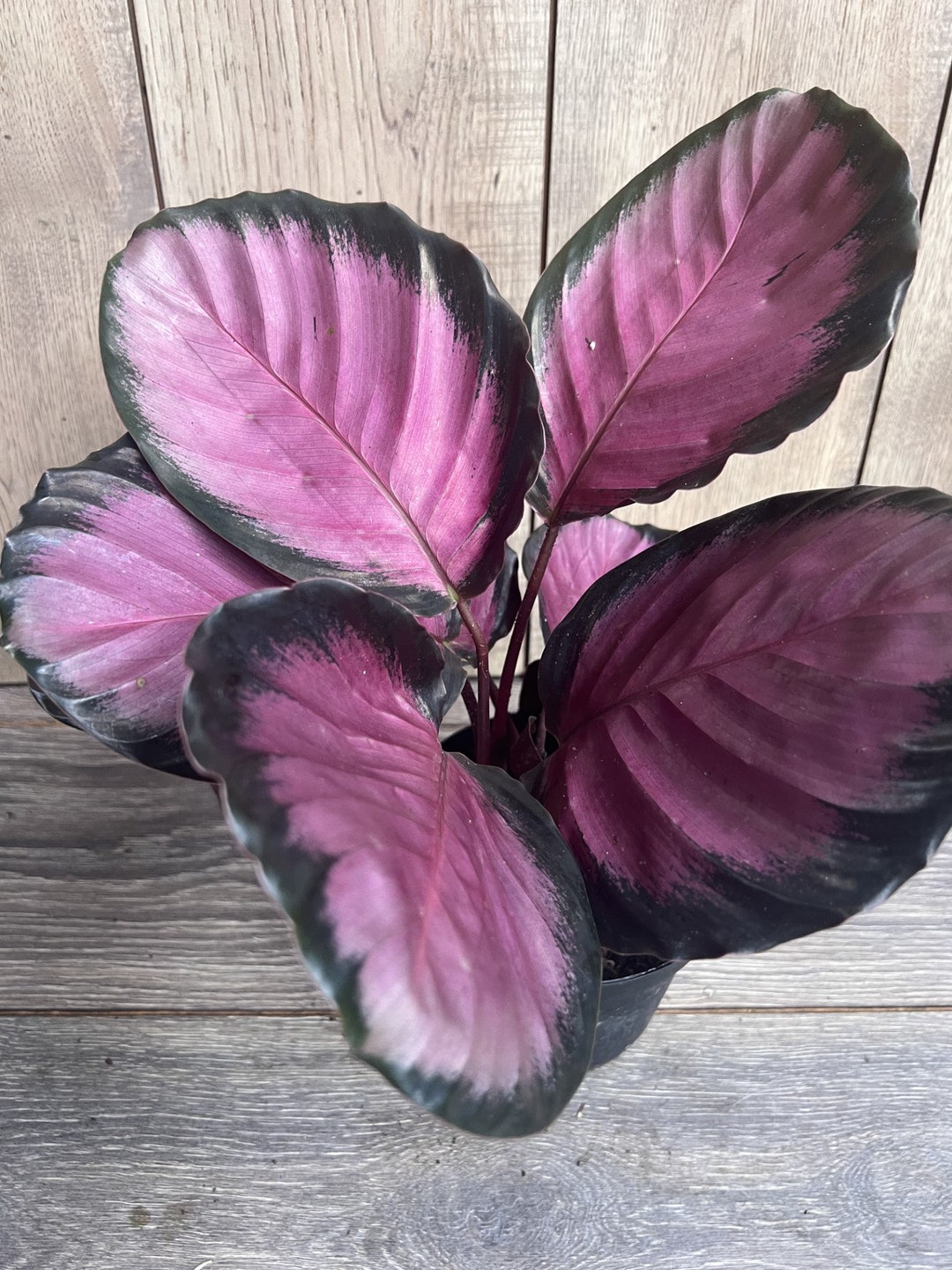 Calathea Pink Star in 6" Pot - Etsy