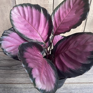 Calathea pink star  in 6&quot; Pot