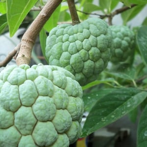 Sugar Apple in Half gallon pot , Srikaya, Annona Squamosa, Sweetsop Tree