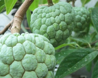 Sugar Apple in Half gallon pot , Srikaya, Annona Squamosa, Sweetsop Tree
