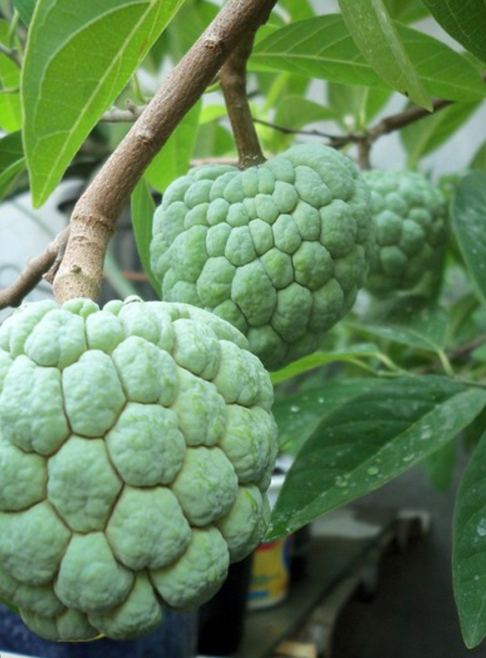 Sugar Apple in Half gallon pot , Srikaya, Annona Squamosa, Sweetsop Tree