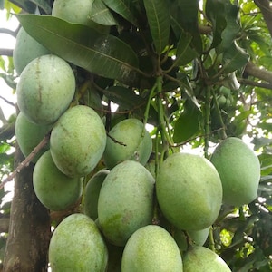 Ice Cream Mango Tree. grafted in 3 gallons pot, No Ship to HI