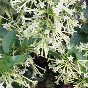 Cestrum nocturnum , Night Blooming Jasmine in 6&quot; Pot
