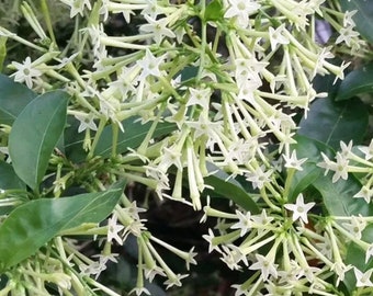 Cestrum nocturnum , Night Blooming Jasmine in 6&quot; Pot