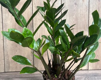 Zamioculcas Zamiifolia , ZZ Plant, in 6" Pot - Etsy Israel