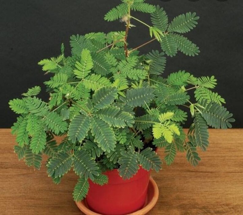 Sensitive Plant Mimosa pudicaShame plant Sleeping Plant Etsy