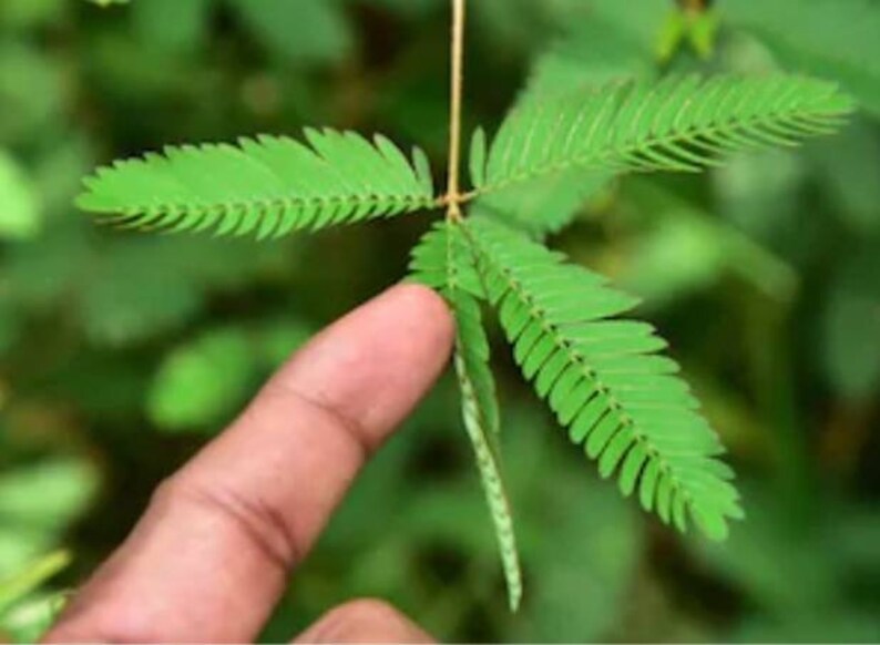 Sensitive Plant Mimosa pudicaShame plant Sleeping Plant Etsy