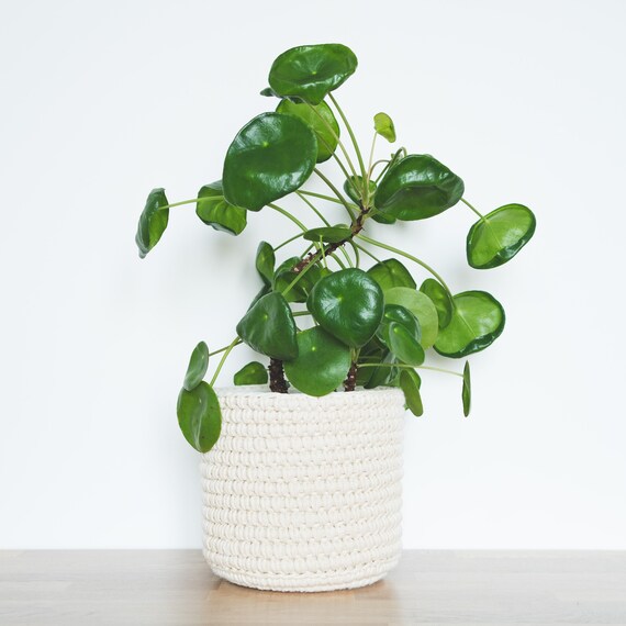 Indoor plant pot | Medium | Natural