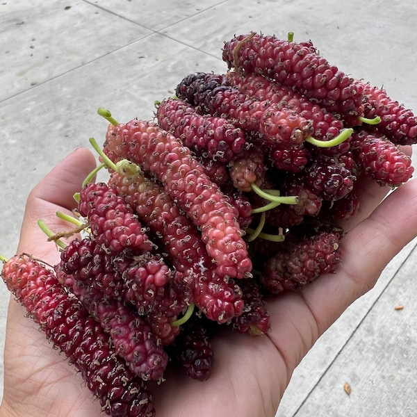 15 Cuttings / Scions From Pakistan Mulberry Tree FREE SHIPPING