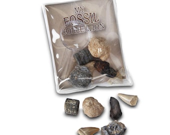 Fossil Collection With Magnifier For Kids