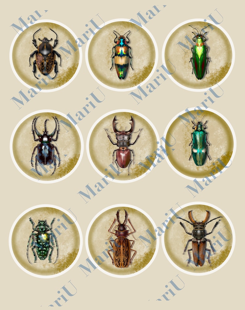 downloadable images stickers pack scrapbook paper,stickers vintage beetles bugs clip art,Insect leaf cliparts PNG