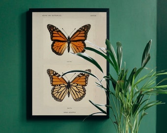 Butterfly Vintage Print | Printable Wall Art | Instant Digital Download | Sherman F Denton | Vintage Wall Art | Monarch Butterfly Wall Art