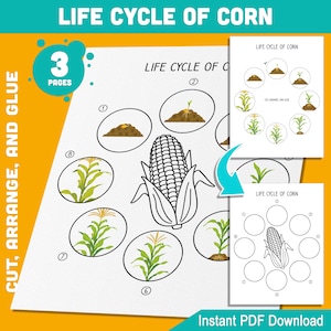 Levenscyclus van maïsactiviteit: knippen, schikken en lijmen 8 stadia van plantengroei voor leerplezier voor kinderen, pdf van 3 pagina's, direct download