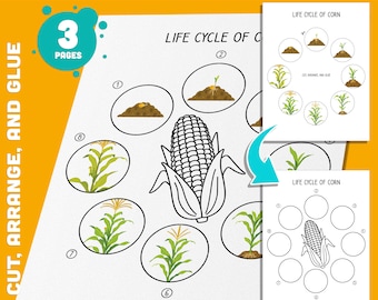 Corn Life Cycle Sequencing Activity: Printable Science Craft (PDF & JPG ...