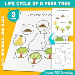 Levenscyclus van een perenboom Activiteit: knippen, schikken en lijmen 8 stadia van plantengroei voor leerplezier voor kinderen, pdf van 3 pagina's, direct download
