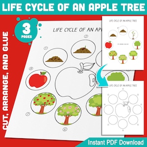 Levenscyclus van een appelboom Activiteit: knippen, schikken en lijmen 8 stadia van plantengroei voor leerplezier voor kinderen, pdf van 3 pagina's, direct download