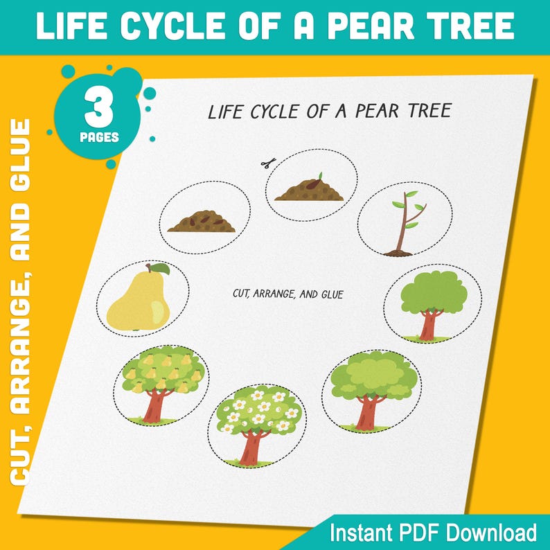 Life Cycle of a Pear Tree Activity Cut, Arrange, and Glue 8 Stages of