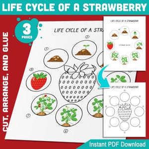 Activiteit levenscyclus van een aardbei: knippen, schikken en lijmen 8 stadia van leren plantengroei, perfect voor kinderen, 3 pagina's, pdf-download