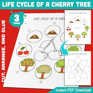 Levenscyclus van een kersenboom Activiteit: knippen, schikken en lijmen 8 stadia van plantengroei voor leerplezier voor kinderen, pdf van 3 pagina's, direct download