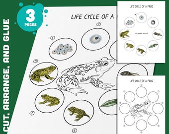 Life Cycle of a Frog Activity: Cut, Arrange, and Glue 8 Stages of Amphibian Growth for Kids' Educational Fun, 3 Pages, PDF Instant Download