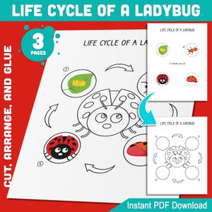 Life Cycle of a Ladybug Activity: Cut, Arrange, and Glue 4 Stages of Metamorphosis for Kids&#39; Learning Fun, 3 Pages PDF, Instant Download
