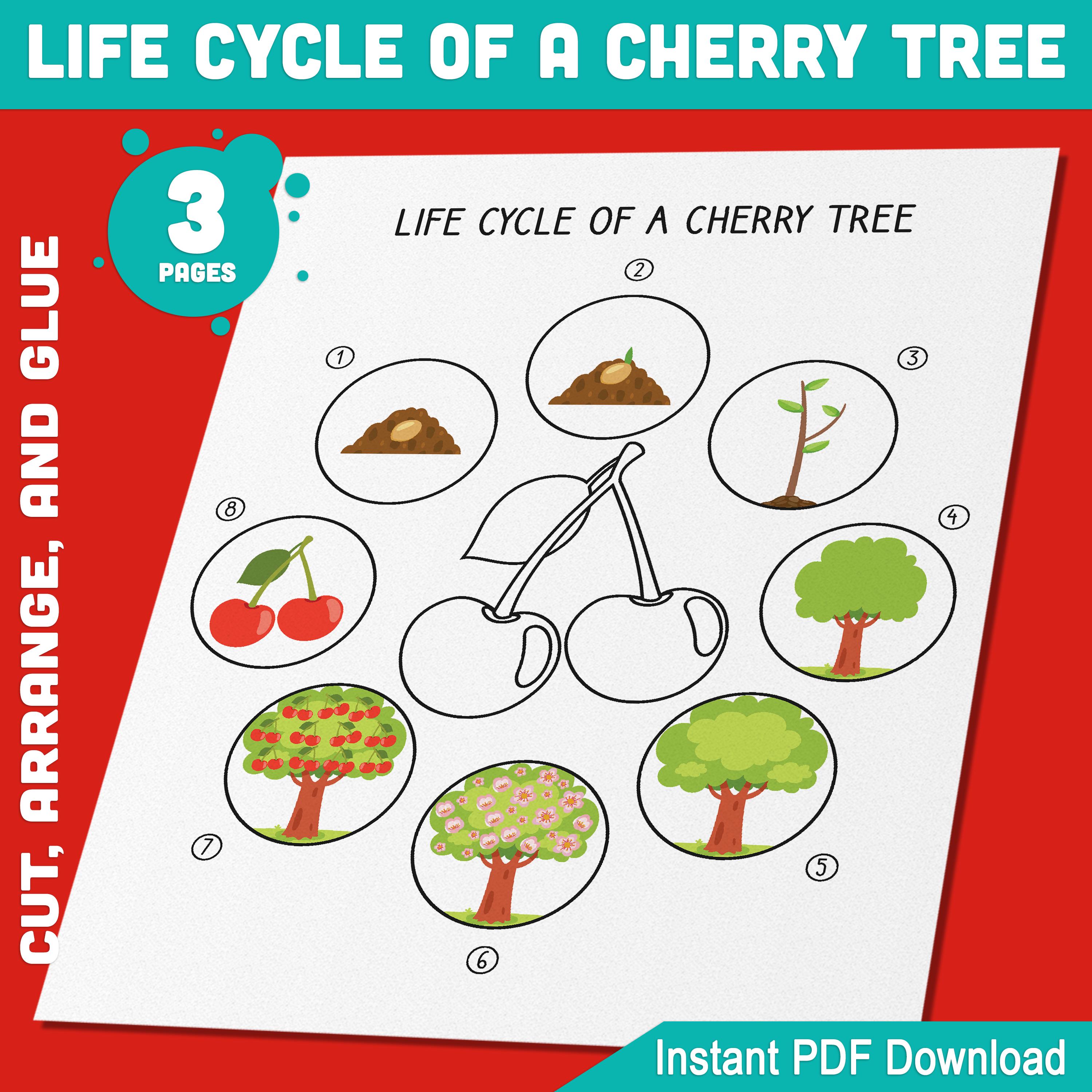 Life Cycle of a Cherry Tree Activity: Cut, Arrange, and Glue 8 Stages ...