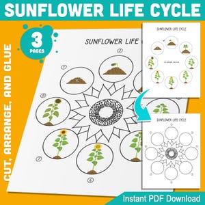 Boeiende levenscyclusactiviteit zonnebloem: knippen, schikken en lijmen 8 stadia voor leren plantengroei, perfect voor kinderen, 3 pagina's, direct download